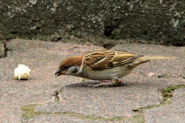 f:id:digibirds:20100620002245j:image