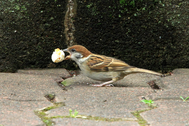 f:id:digibirds:20100620002246j:image