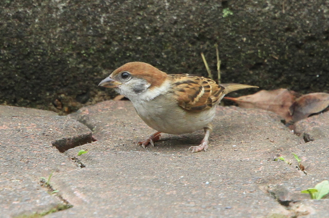f:id:digibirds:20100620002248j:image