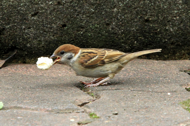 f:id:digibirds:20100620002249j:image