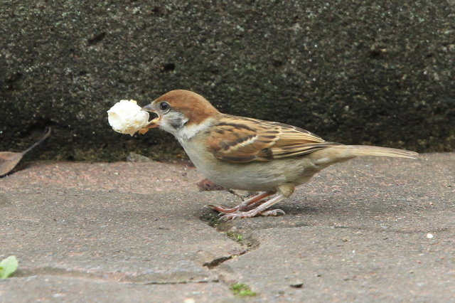 f:id:digibirds:20100620002250j:image