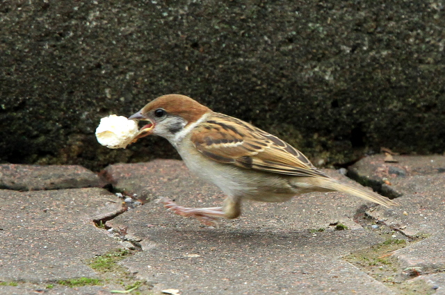 f:id:digibirds:20100620002251j:image