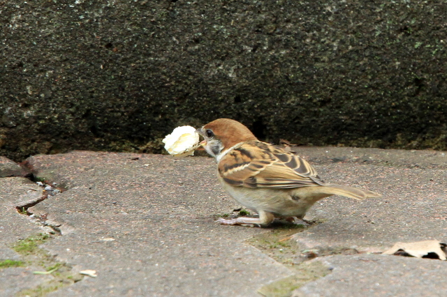 f:id:digibirds:20100620002252j:image
