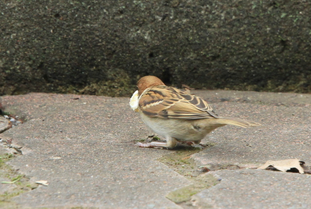 f:id:digibirds:20100620002254j:image