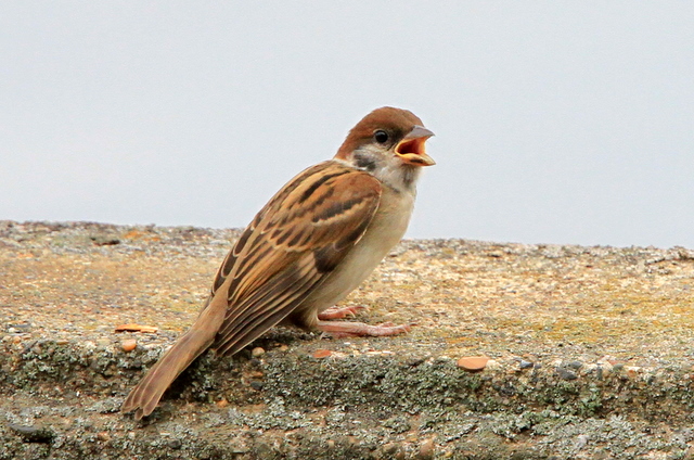 f:id:digibirds:20100620002256j:image