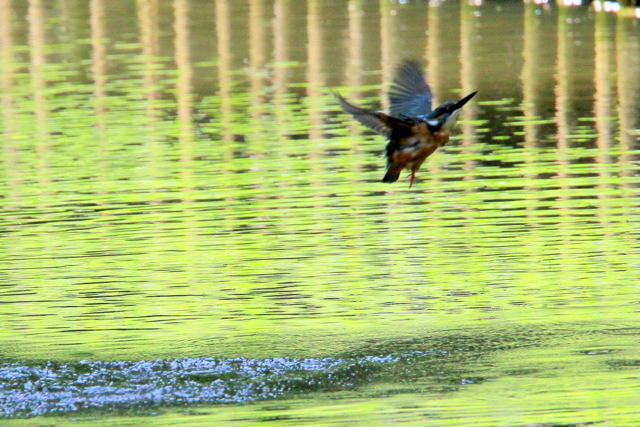 f:id:digibirds:20100622002008j:image