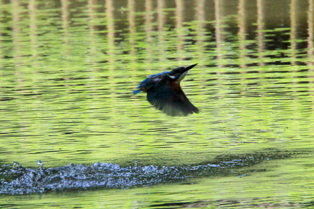 f:id:digibirds:20100622002009j:image