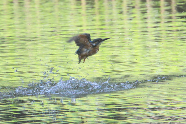 f:id:digibirds:20100622002010j:image
