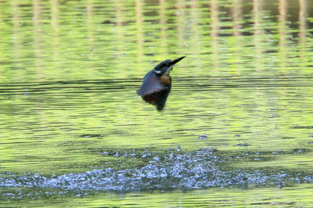 f:id:digibirds:20100622002012j:image