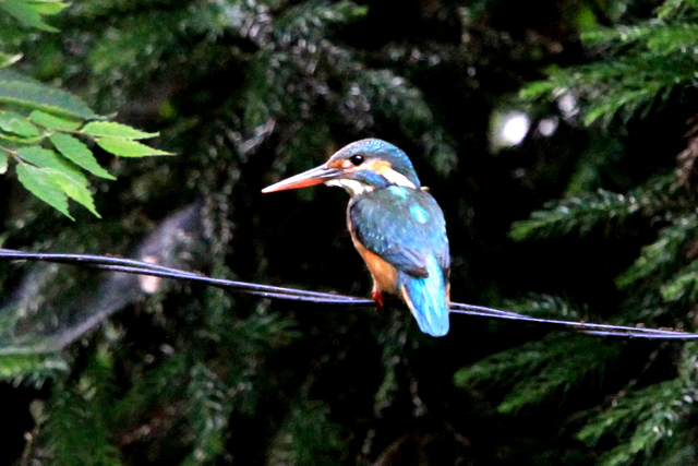 f:id:digibirds:20100622002014j:image