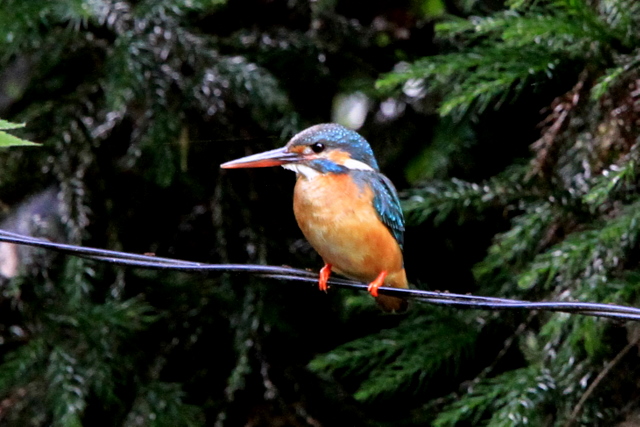 f:id:digibirds:20100622002018j:image
