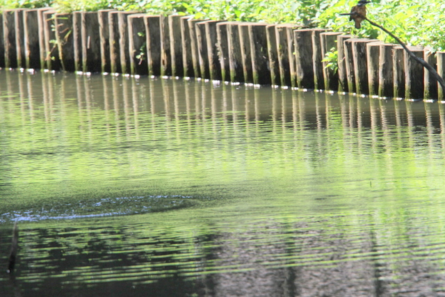 f:id:digibirds:20100622045941j:image