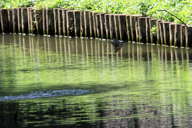 f:id:digibirds:20100622045943j:image