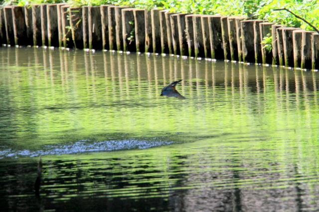 f:id:digibirds:20100622045944j:image