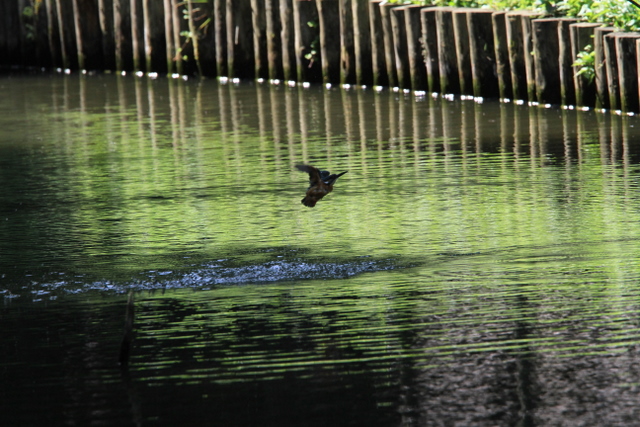 f:id:digibirds:20100622045945j:image
