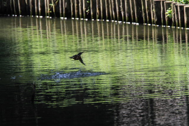 f:id:digibirds:20100622045946j:image