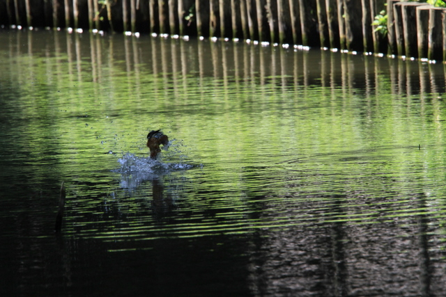 f:id:digibirds:20100622045947j:image