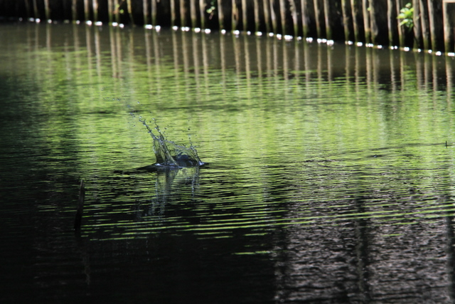 f:id:digibirds:20100622045948j:image