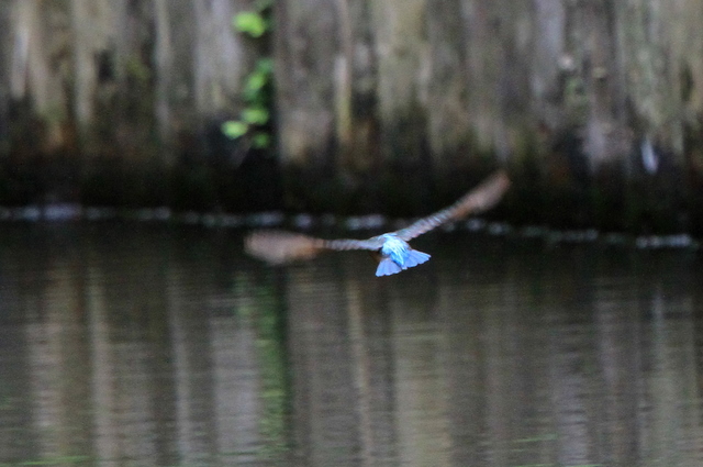 f:id:digibirds:20100622160857j:image