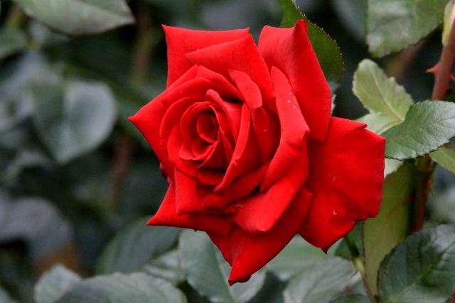 f:id:digibirds:20100624003256j:image
