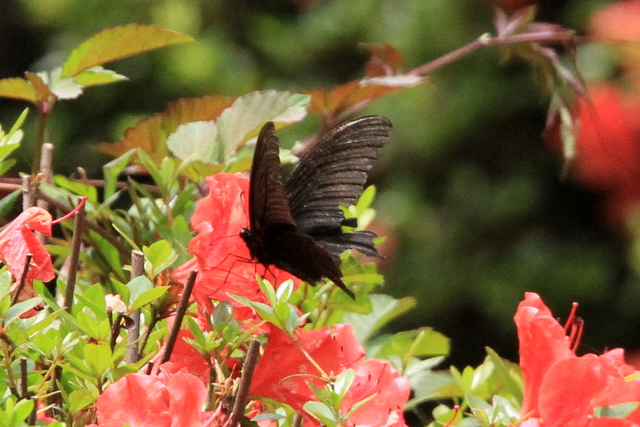 f:id:digibirds:20100625230024j:image