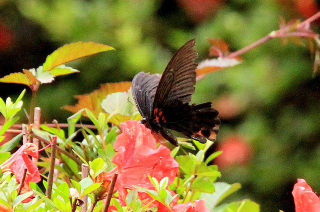 f:id:digibirds:20100625230025j:image