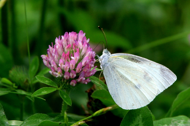 f:id:digibirds:20100625230102j:image