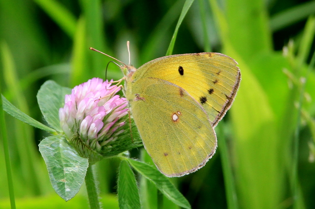 f:id:digibirds:20100625230139j:image