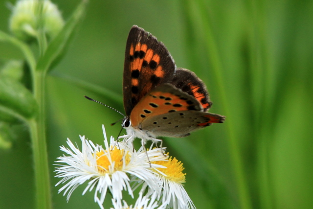 f:id:digibirds:20100625230241j:image