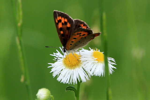 f:id:digibirds:20100625230242j:image