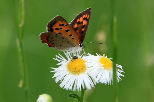 f:id:digibirds:20100625230245j:image