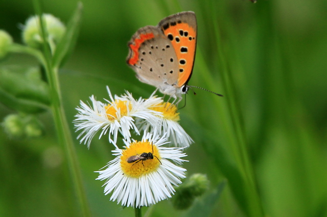 f:id:digibirds:20100625230248j:image