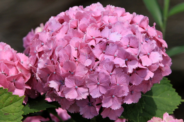 f:id:digibirds:20100626054304j:image