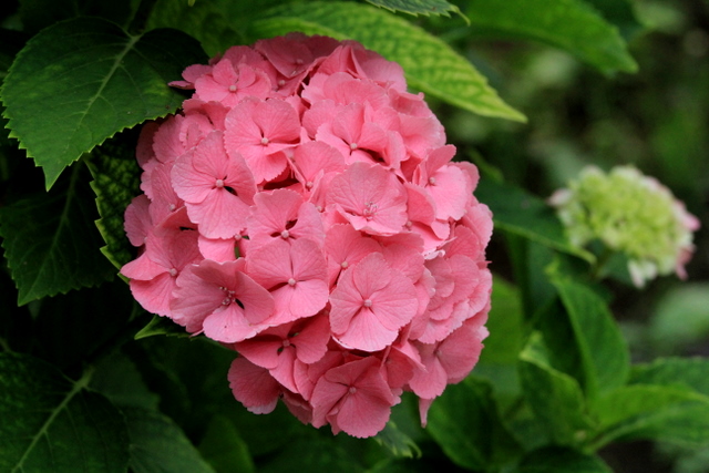 f:id:digibirds:20100626054307j:image