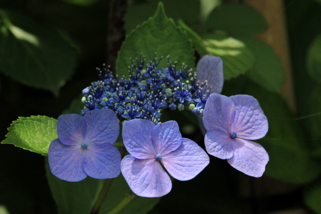 f:id:digibirds:20100626054308j:image