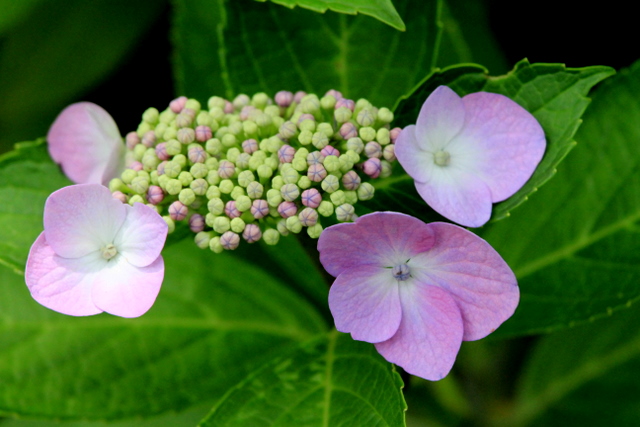 f:id:digibirds:20100626054309j:image