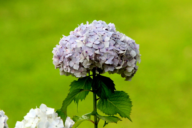 f:id:digibirds:20100626054313j:image