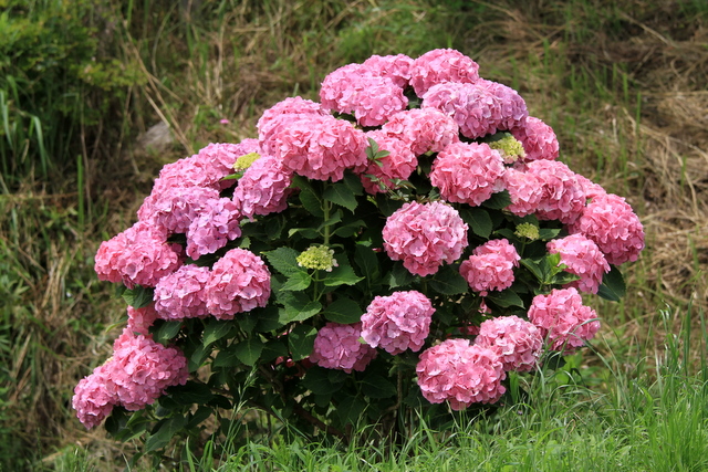 f:id:digibirds:20100626054316j:image