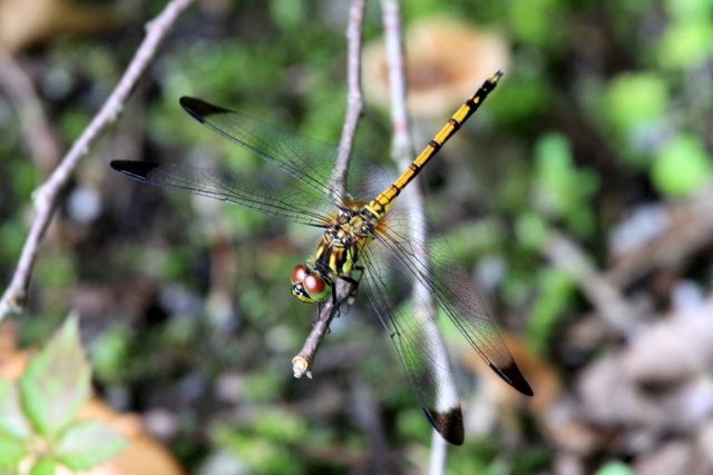 f:id:digibirds:20100627230703j:image