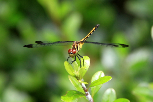 f:id:digibirds:20100627230704j:image