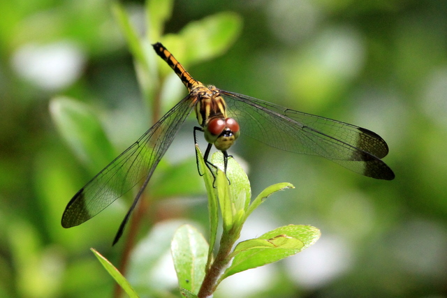 f:id:digibirds:20100627230706j:image