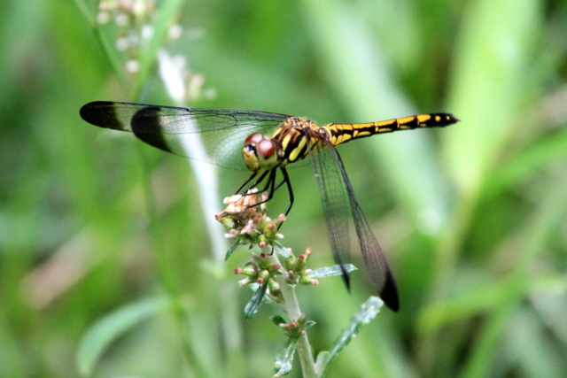 f:id:digibirds:20100627230707j:image
