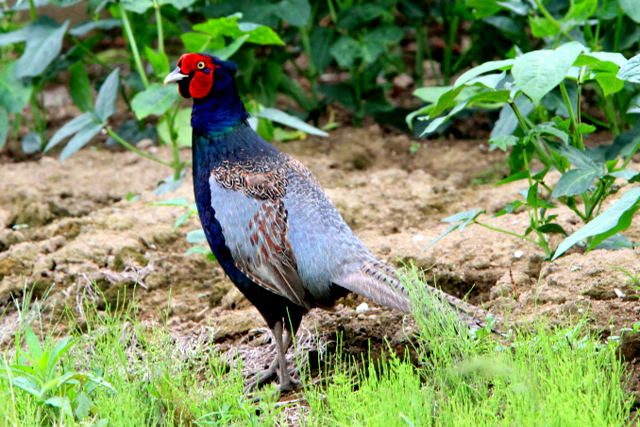 f:id:digibirds:20100628233556j:image