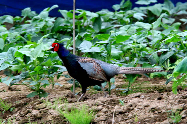 f:id:digibirds:20100628233558j:image