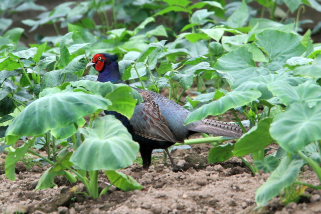 f:id:digibirds:20100628233559j:image