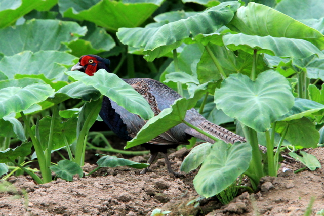 f:id:digibirds:20100628233600j:image