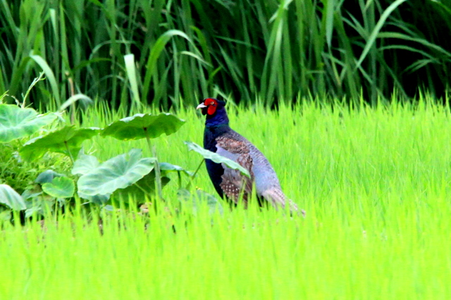 f:id:digibirds:20100628233601j:image