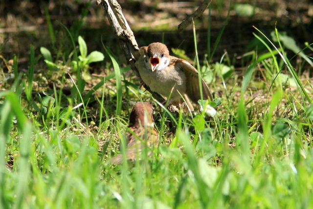 f:id:digibirds:20100705000026j:image