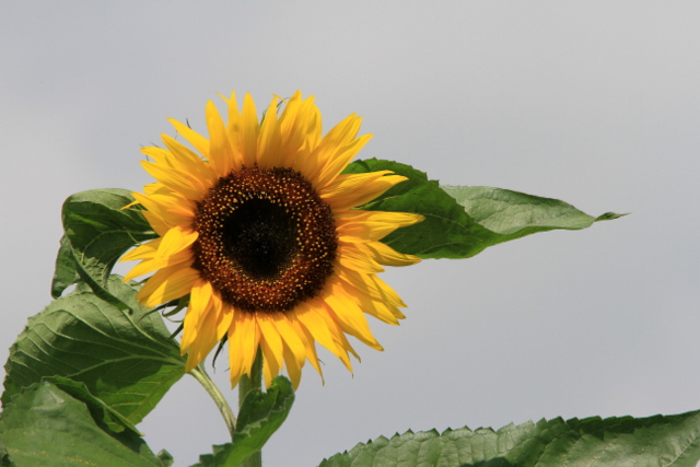 f:id:digibirds:20100710011111j:image