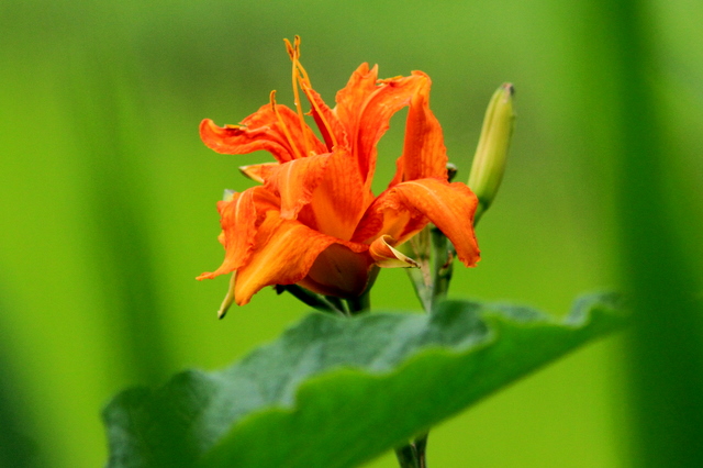 f:id:digibirds:20100710011153j:image